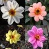 Collection Dahlias Happy Single 1 Collection Dahlias Happy Single -Promesse de fleurs Magasin collection dahlia happy 31434 1