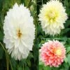 Collection Dahlias Fubuki 1 Collection Dahlias Fubuki -Promesse de fleurs Magasin collection dahlias fubiki 31427 1