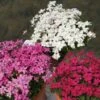 Rhodohypoxis Collection 3 X 3 -Promesse de fleurs Magasin collection rhodohypoxis 1142 1