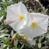 Convolvulus Cneorum - Liseron Argenté -Promesse de fleurs Magasin convolvulus cneorum 7566 1