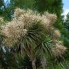 Cordyline Australis 1 Cordyline Australis -Promesse de fleurs Magasin cordyline australis 78992 1