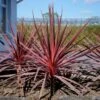 Cordyline Charlie Boy® -Promesse de fleurs Magasin cordyline charlie boy 85726 1