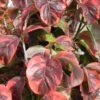 Cornus Florida Rainbow - Cornouiller De Floride Panaché -Promesse de fleurs Magasin cornus 20florida rainbow 9522 1