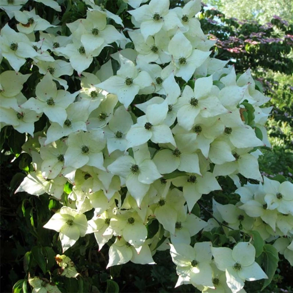Cornus Kousa Milky Way- Cornouiller Du Japon Blanc 3 Cornus Kousa Milky Way- Cornouiller Du Japon Blanc