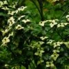 Cornus Kousa Wieting's Select - Cornouiller Du Japon 1 Cornus Kousa Wieting's Select - Cornouiller Du Japon -Promesse de fleurs Magasin cornus kousa wieting s select 100467 1