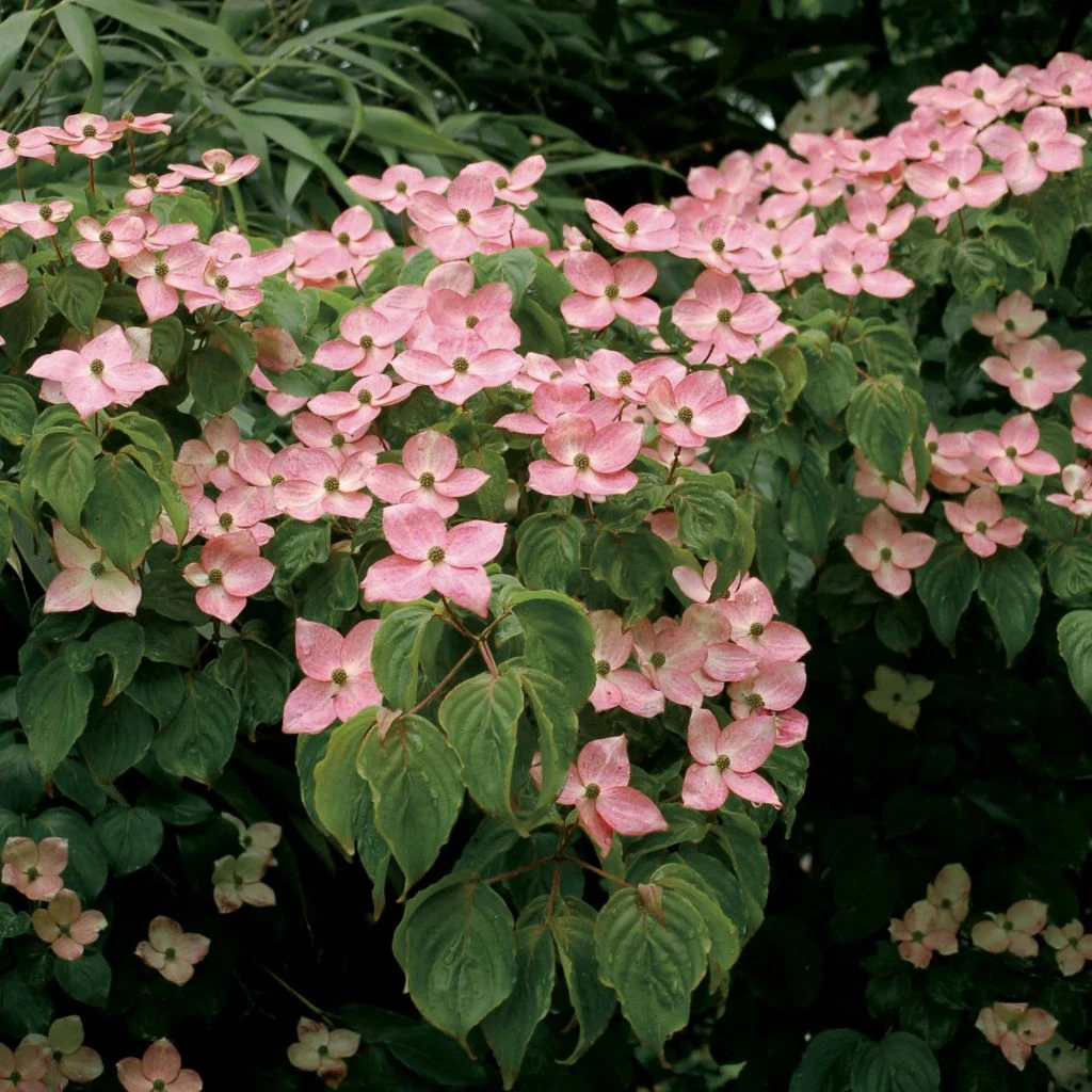 Cornus Kousa Satomi - Cornouiller Du Japon Rose 3 Cornus Kousa Satomi - Cornouiller Du Japon Rose