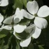 Cornus Kousa Venus - Cornouiller Du Japon Blanc 2 Cornus Kousa Venus - Cornouiller Du Japon Blanc -Promesse de fleurs Magasin cornus ou cornouiller kousa venus cov 7814 6