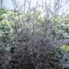 Corokia Cotoneaster -Promesse de fleurs Magasin corokia cotoneaster 7804 1
