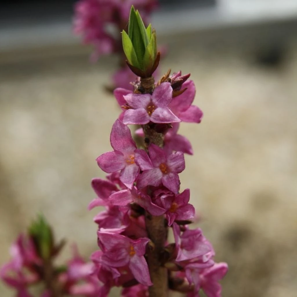 Daphne Mezereum Var. Rubra 3 Daphne Mezereum Var. Rubra