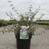 Deutzia Monbeigii -Promesse de fleurs Magasin deutzia monbeigii arbustes 100487 1