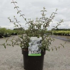 Deutzia Monbeigii