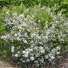 Diosma Hirsuta Pink Fountain 1 Diosma Hirsuta Pink Fountain -Promesse de fleurs Magasin diosma hirsuta pink fountain pap 83299 1