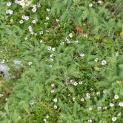 Duo Alternatives Au Gazon 5 Lippia Nodiflora Et 5 Achillea Crithmifolia