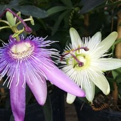 Duo Bicolore De Passiflores - Constance Elliott Et Purple Passion