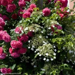 Duo Dentelle - Rosier Laguna + Hortensia Petiolaris
