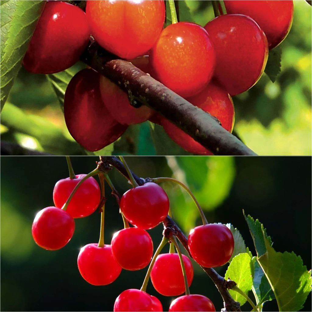 Duo Pollinisateur De Cerisiers Colorés En Racines Nues 3 Duo Pollinisateur De Cerisiers Colorés En Racines Nues