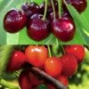 Duo Pollinisateur De Cerisiers Pour Une Récolte Abondante 2 Duo Pollinisateur De Cerisiers Pour Une Récolte Abondante -Promesse de fleurs Magasin duo pollinisateur de cerisiers pour une recolte abondante 15491 1