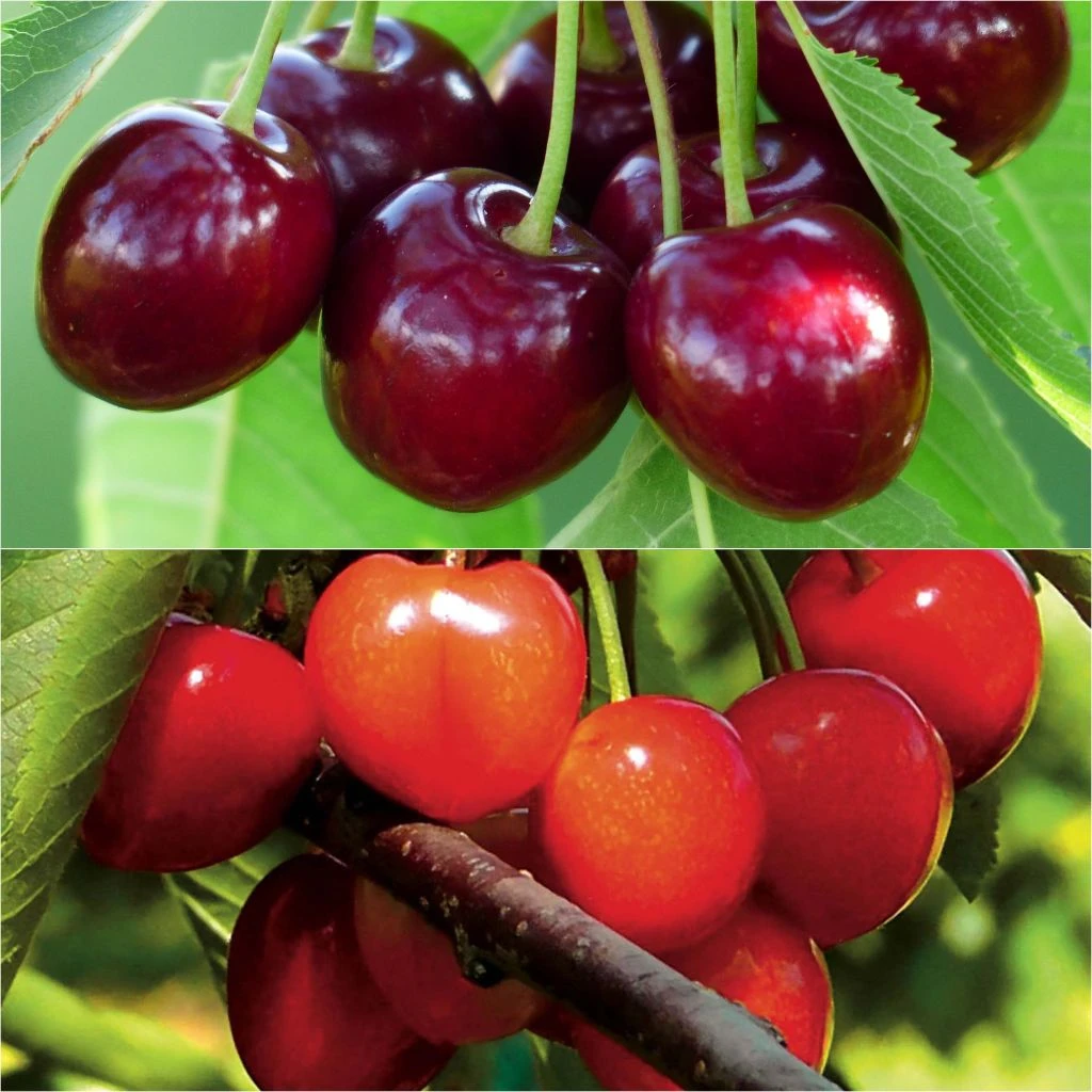 Duo Pollinisateur De Cerisiers Pour Une Récolte Abondante 3 Duo Pollinisateur De Cerisiers Pour Une Récolte Abondante