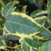 Elaeagnus Ebbingei Gilt Edge - Chalef -Promesse de fleurs Magasin elaeagnus ebb Gilt Edge 7908 1