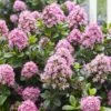 Escallonia Pink Elle -Promesse de fleurs Magasin escallonia pink elle 83728 1