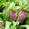 Eucomis Comosa Sparkling Burgundy® - Eucomide Rose à Feuillage Pourpre -Promesse de fleurs Magasin eucomis comosa sparkling burgundy eucomide rose feuillage pourpre IF 69261 1
