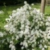 Exochorda X Macrantha The Bride 1 Exochorda X Macrantha The Bride -Promesse de fleurs Magasin exochorda x macrantha the bride 7801 1 1