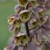 Fritillaire Persica Bicolor Magic Bells -Promesse de fleurs Magasin fritillaire bicolor 54975 1