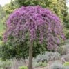 Gainier Du Canada - Cercis Canadensis Cascading Hearts 2 Gainier Du Canada - Cercis Canadensis Cascading Hearts -Promesse de fleurs Magasin gainier du canada cascading hearts 22857
