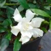 Gardenia Jasminoides Perfumed Petticoats 1 Gardenia Jasminoides Perfumed Petticoats -Promesse de fleurs Magasin gardenia jasminoides perfumed petticoats 83325 1