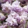 Glycine Du Japon - Wisteria Floribunda Violacea Plena (Black Dragon) 2 Glycine Du Japon - Wisteria Floribunda Violacea Plena (Black Dragon) -Promesse de fleurs Magasin glycine wisteria floribunda violacea plena ld cliff 771621 1
