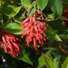 Grevillea Rhyolitica -Promesse de fleurs Magasin grevillea rhyolitica 83332 3