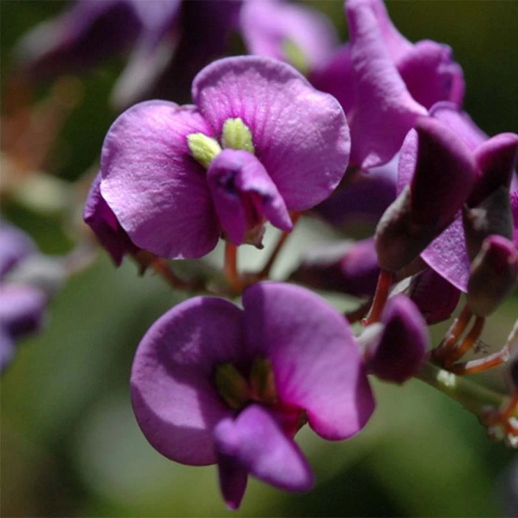 Hardenbergia Violacea 3 Hardenbergia Violacea