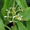Hedychium Spicatum -Promesse de fleurs Magasin hedychium spicatum 6796 1