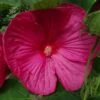 Hibiscus Moscheutos Rose - Hibiscus Des Marais -Promesse de fleurs Magasin hibiscus moscheutos rose hibiscus des marais 83346 1 1 1