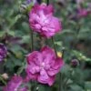 Hibiscus Syriacus Purple Ruffles - Althea Double Pourpre -Promesse de fleurs Magasin hibiscus syriacus Purple Ruffles 81392 1