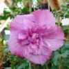 Hibiscus Syriacus Magenta Chiffon - Althea Double Rose Pourpre Vif 2 Hibiscus Syriacus Magenta Chiffon - Althea Double Rose Pourpre Vif -Promesse de fleurs Magasin hibiscus syriacus magenta chiffon 83145 1