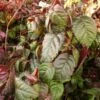Hortensia Grimpant - Hydrangea Petiolaris Winter Surprise -Promesse de fleurs Magasin hortensia anomala winter surprise 771568 1