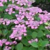 Hortensia - Hydrangea Serrata Avelroz 1 Hortensia - Hydrangea Serrata Avelroz -Promesse de fleurs Magasin hortensia avelroz 67876 1