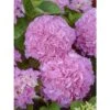 Hortensia - Hydrangea Macrophylla Big Data Pink 2 Hortensia - Hydrangea Macrophylla Big Data Pink -Promesse de fleurs Magasin hortensia big data pink 23226