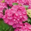 Hortensia - Hydrangea Macrophylla Leuchtfeuer -Promesse de fleurs Magasin hortensia leuchtfeuer 80063 1