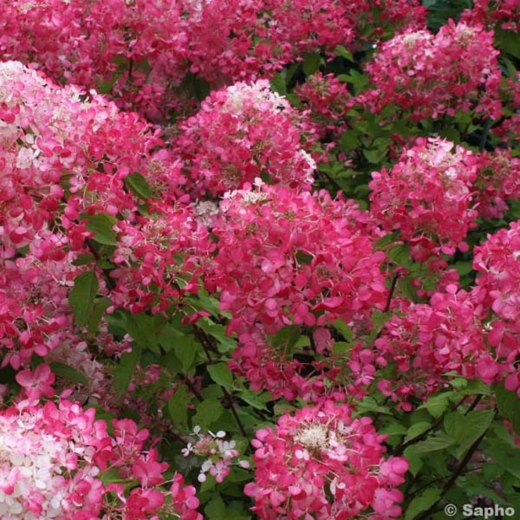 Hydrangea Paniculata Diamant Rouge - Hortensia Paniculé 3 Hydrangea Paniculata Diamant Rouge - Hortensia Paniculé