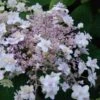 Hortensia - Hydrangea Involucrata Yoraku Tama -Promesse de fleurs Magasin hortensia yoraku tama 67878 1
