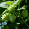 Houblon Vert - Humulus Lupulus Magnum 1 Houblon Vert - Humulus Lupulus Magnum -Promesse de fleurs Magasin humulus lupulus magnum 66835 2 1