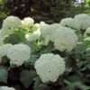 Hortensia Arborescens Strong Annabelle ( Incrediball ) -Promesse de fleurs Magasin hydrangea arborescens incrediball 7861 1 1