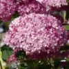Hortensia Arborescens Pink Annabelle Ou Invincibelle -Promesse de fleurs Magasin hydrangea arborescens invincibelle 67835 1