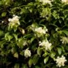 Hortensia Grimpant - Hydrangea Seemanii 1 Hortensia Grimpant - Hydrangea Seemanii -Promesse de fleurs Magasin hydrangea grimpant seemanii 0602 1