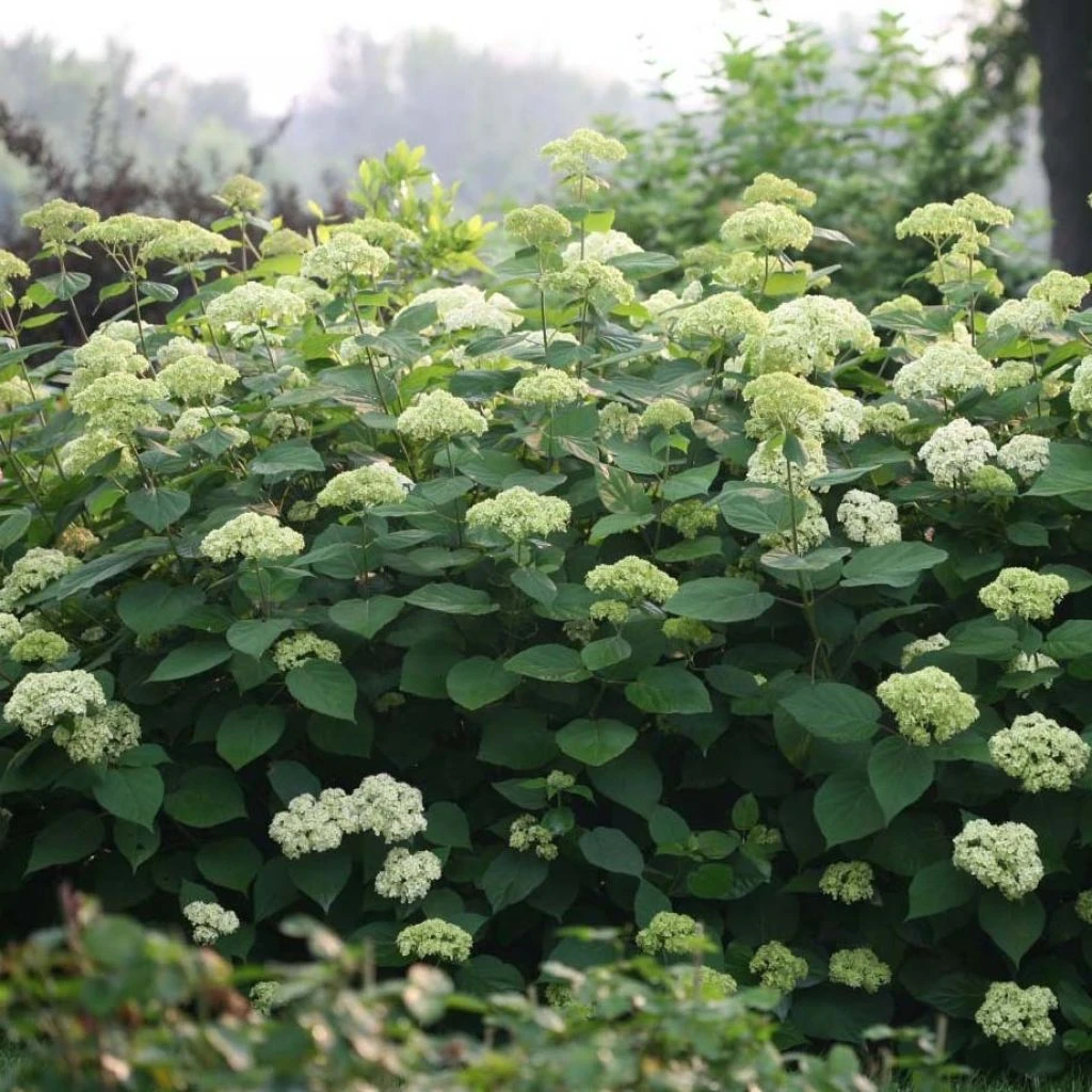 Hortensia Arborescens Lime Rickey 3 Hortensia Arborescens Lime Rickey