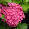 Hortensia - Hydrangea Macrophylla Dolce Fragola 1 Hortensia - Hydrangea Macrophylla Dolce Fragola -Promesse de fleurs Magasin hydrangea macrophylla dolce fragola 86036 1