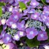 Hortensia - Hydrangea Macrophylla Kardinal Violet 1 Hortensia - Hydrangea Macrophylla Kardinal Violet -Promesse de fleurs Magasin hydrangea macrophylla kardinal violet 83185 1