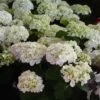 Hortensia - Hydrangea Macrophylla Mme Emile Mouillère 2 Hortensia - Hydrangea Macrophylla Mme Emile Mouillère -Promesse de fleurs Magasin hydrangea macrophylla mme emile mouillere 67798 1
